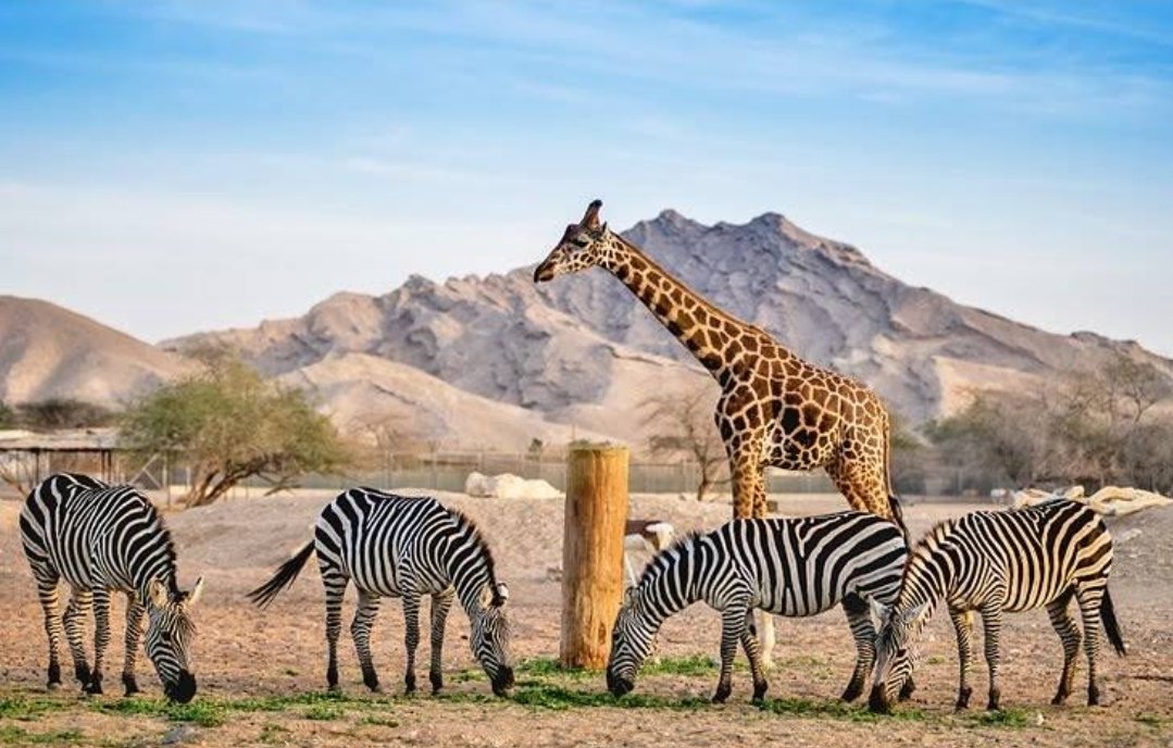 Al Ain Zoo حديقة الحيوانات بالعين